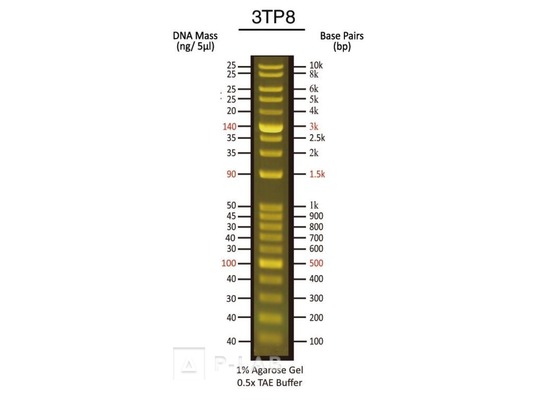 DNA marker 1 kbp fluorescenční.jpg